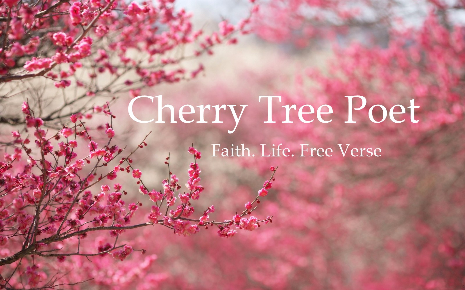 Cherry Tree Poet